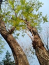 Beautiful tree making beautiful isl same of sarat sadan auditorium covered by Royalty Free Stock Photo