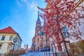 The beautiful tree of Malus sylvestris or forest apple at the building next to Cathedral of Brno, Czech Republic