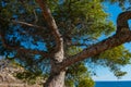 Closeup of a tree on top of a hill overlooking the sea Royalty Free Stock Photo