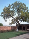 Beautiful tree in nature near home with wall Royalty Free Stock Photo