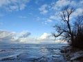 Beautiful tree near Curonian spit in winter, Lithuania Royalty Free Stock Photo