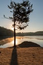 A beautiful tree near the lake in backlight. Beautiful sun rays through the tree Royalty Free Stock Photo