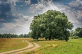 Beautiful tree near the village road in the field under the cloudy sky Royalty Free Stock Photo