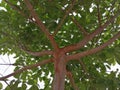 A beautiful tree with nice pattern stems in the ground