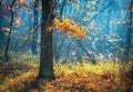 Beautiful tree with orange leaves in fog at sunrise in autumn Royalty Free Stock Photo