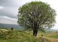 A Bucolic Image of a Tree on the Bulgarian Countryside