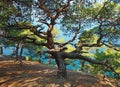 Beautiful tree over blue sea background Royalty Free Stock Photo