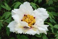 Beautiful tree peony flower. Gui Fu Ren suffruticosa variety