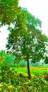 Beautiful tree picture Royalty Free Stock Photo