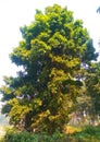 Beautiful tree of picture India country