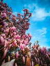 Beautiful tree with pink flowers against blue sky in spring Royalty Free Stock Photo