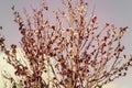 Beautiful Tree with Pink Flowers in Bloom