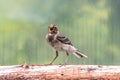 Beautiful tree pipit bird with open beak on log Royalty Free Stock Photo