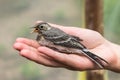 Beautiful tree pipit bird with open beak in woman`s hand