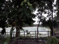 Beautiful tree and pond