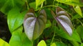 Beautiful Tree Potato leaves. The Name of Dioscorea alata, Dioscoreaceae mati alu pata, purple yam, greater yam, Guyana Royalty Free Stock Photo