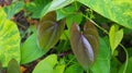 Beautiful Tree Potato leaves. The Name of Dioscorea alata, Dioscoreaceae mati alu pata, purple yam, greater yam, Guyana Royalty Free Stock Photo