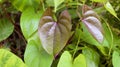 Beautiful Tree Potato leaves. The Name of Dioscorea alata, Dioscoreaceae mati alu pata, purple yam, greater yam, Guyana Royalty Free Stock Photo