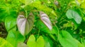 Beautiful Tree Potato leaves. The Name of Dioscorea alata, Dioscoreaceae mati alu pata, purple yam, greater yam, Guyana Royalty Free Stock Photo
