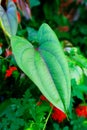 Beautiful Tree Potato leaves. Royalty Free Stock Photo