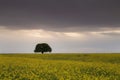 Beautiful tree in a field Royalty Free Stock Photo