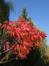 Beautiful tree. Red leaves of acacia.