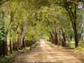 Beautiful tree road in arid vegetation landscape Royalty Free Stock Photo