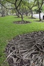 Beautiful Tree Root Spreading