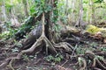 Beautiful treeÃÂ´s roots on carenero island Bocas del Toro panama Royalty Free Stock Photo