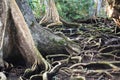 Beautiful treeÃÂ´s roots on carenero island Bocas del Toro panama Royalty Free Stock Photo