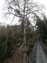 A beautiful tree scene near by hanging bridge in Nepal