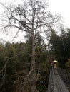 A beautiful tree scene near by hanging bridge in Nepal