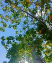 Beautiful tree seen from below