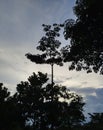 beautiful tree shadows under the evening sky at sunset Royalty Free Stock Photo