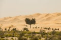 Beautiful tree in the shape of heart in desert oasis with high sand dunes Royalty Free Stock Photo