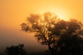 Beautiful tree silhouette in morning haze Royalty Free Stock Photo