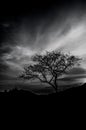 Beautiful tree silhouette Royalty Free Stock Photo