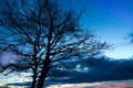 Beautiful tree silhouette Royalty Free Stock Photo