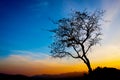 Beautiful tree silhouette and sunset blue sky Royalty Free Stock Photo