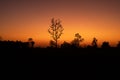 Beautiful tree silhouette sunset landscape Royalty Free Stock Photo