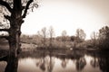 Beautiful tree sits on the bank of a lake Royalty Free Stock Photo