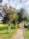 Beautiful tree and beautiful sky view at morning