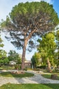 Beautiful tree in spianada square on Corfu