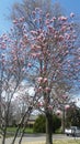 Beautiful tree in spring