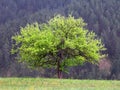 Beautiful tree in spring on a meadow Royalty Free Stock Photo
