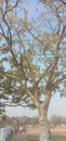 A beautiful tree standing at ecorner of damoh jila field at Howrah in India Royalty Free Stock Photo