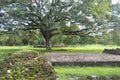 Beautiful Tree in Sukhothai Historical Park. Royalty Free Stock Photo