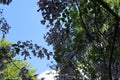 A beautiful tree in the summer blooms with amazing lilac flowers. The flowers look like bells.