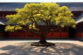 Beautiful tree in a temple in South Korea,Seoul