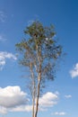 Alone tree with sky and cloud on background in Thung Salaeng Luang National Park Royalty Free Stock Photo